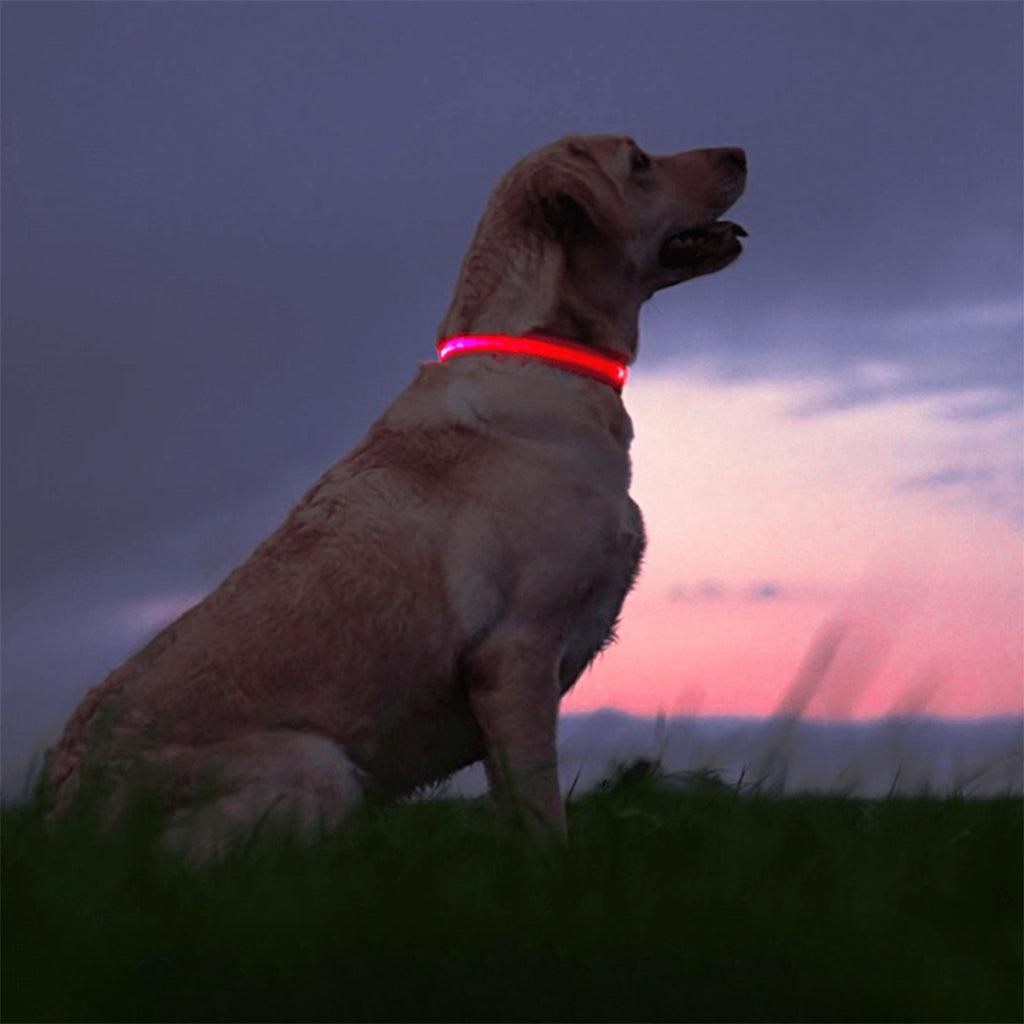 Collier pour chien LED Maxi Safe - Largeur 15 mm