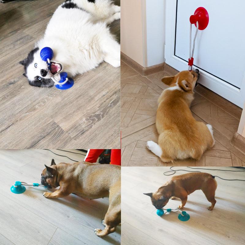 Balles de nettoyage des dents - Jouets pour chiens de compagnie - Les Canins Branchés