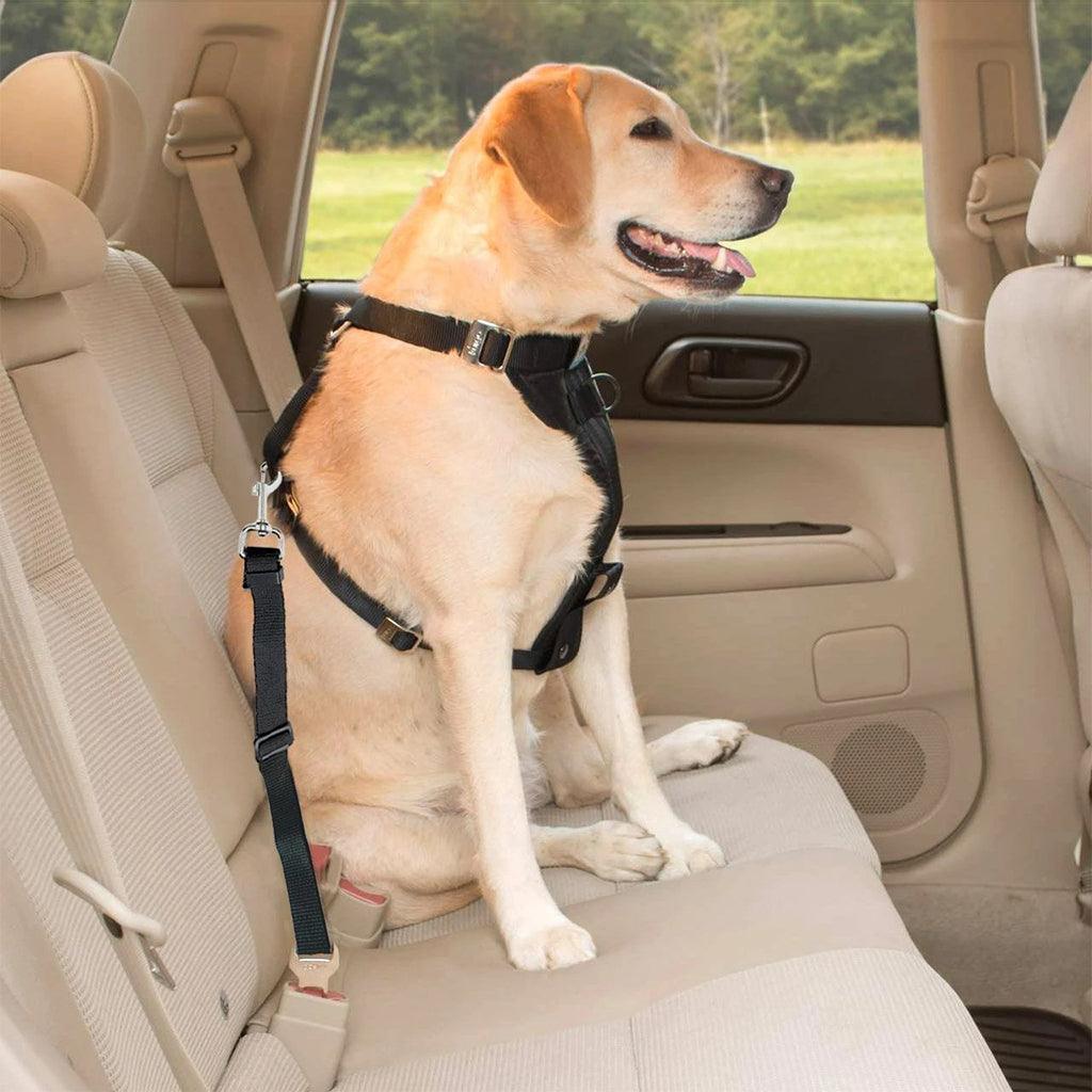 Ceinture de siège de voiture pour animaux de compagnie – Les Canins Branchés